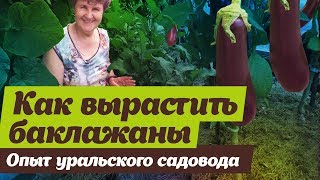 Как выращивать баклажаны