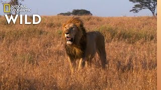 Which Animals Are the Loudest? | Animal Autofill