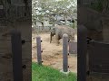 士士🌞⑤インドゾウ・印度象・リュウカちゃん▲indian_elephant・・・沖縄こどもの国・okinawa zoo u0026 museum 20211111