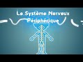 Neurolexique #3 - Le Système Nerveux Périphérique