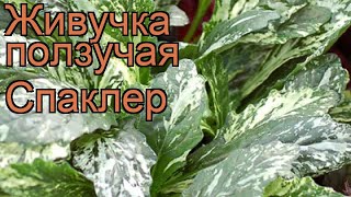 Живучка ползучая Спаклер (ajuga reptans sparkler) 🌿 обзор: как сажать, рассада живучки Спаклер