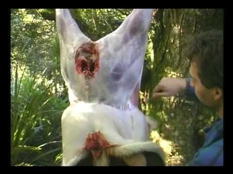 How to skin & bone out a deer - The Venex way! How to skin & bone out a deer - The Venex way!