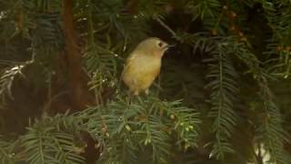 Goldcrest in yew tree