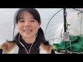 amazon greenhouse polytunnel how to prevent greenhouse collapse 如何讓市售小溫室安全穩固【防止小溫室崩塌】如何防止積水積雪造成的崩塌