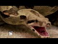 woman bit by her pet boa constrictor