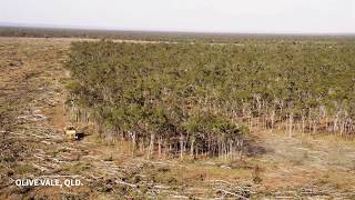 Land clearing: Olive Vale, Queensland, 2014.