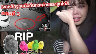 RIP แม่กระต่าย และ ลูกไก่สี เจอตัวทำร้ายแล้ว