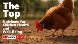 Top 10 Nutrients Your Chickens Can’t Live Without