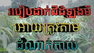 ឆ្លើយតបសំណួរបងប្រុសម្នាក់ អំពីការដាក់ជីដំឡូងមី