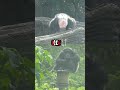 chimpanzee say hello to neighbor 黑猩猩 跟鄰居打招呼