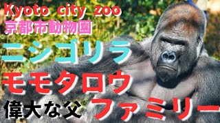 Momotaro, the great father of the gorilla at the Kyoto City Zoo, and his family's lifestyle