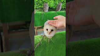 フクロウカフェ🦉