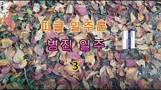 [피클일주론] 58-3 병진일주 3 - 피클의 행복한 명리