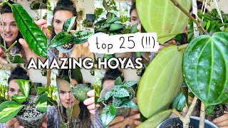 Top 25 Mind-Blowing HOYAS 🌱 Best Amazing Hoya Plants RARE + COMMON