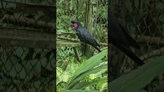 棕櫚鳳頭鸚鵡Palm Cockatoo與黃頸亞馬遜鸚鵡Yellow-naped Amazon Parrot/Taipei Zoo