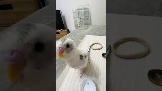 呼んだ?? #セキセイインコ