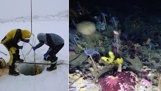 Watch | The colourful world under the Antarctic ice