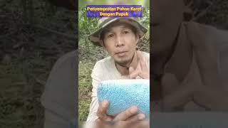 SANGAT AMPUH !! CARA PEMUPUKAN POHON KARET DENGAN METODE SEMPROT#shorts