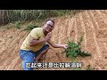 这种植物的叶子越吃越上瘾，做成造型1盆值300元，遇见把它带回家