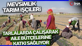 İşçiler Bunaltıcı Sıcaklara Rağmen Tarlalarda Çalışmayı Sürdürüyor