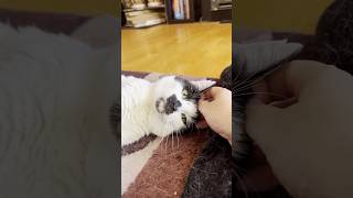 #Caturday with Sam Sam, purrs, scritches, and… hydraulic press (?!) #shorts