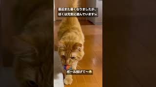 ボールを投げて欲しくて手で指示してくる猫www