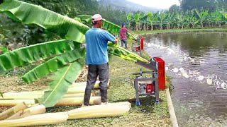 Cheapest Solution They Found to Feed Millions of Fish in Massive Pond