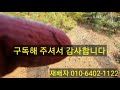 조형소나무전지전정방법2006 구독자님과대화.수형교정.상부곡.희생지. johyeong pine tree