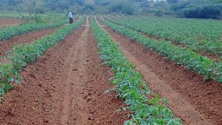 ఎండకాలంలో టమోటా తోట/summer new tomato crop/new tomato crop/kotha tomato @Anantapurtomatomarketrates