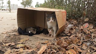 Newborn kittens meowing and mother cat abandoned in cardboard box - rescued in time!