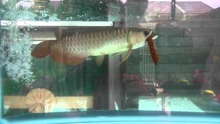 Arowana attacks big centipede