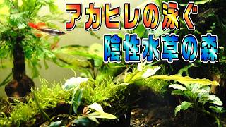 【水草レイアウト水槽】リセットして立ち上げた陰性水草水槽にCO2添加した結果【アクアリウム】