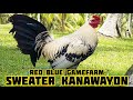 Sweater Kanawayon | Red Blue Gamefarm in Sarangani Philippines | John Rebdlue