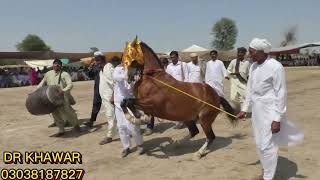 BEST HORSE DANCE PROGRAM AT MELA BELI DILAWAR