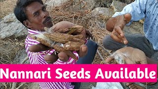 Nannari Seeds| నన్నారి సాగు గురించి పూర్తి వివరాలు | Nannari Cultivation Details by HighTech Farming