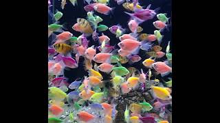 Wow! Colour fish paradise | Colourful aquarium fish | রঙিন মাছের রাজ্য | #shorts