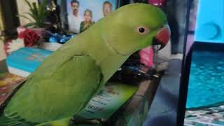 என் செல்ல குழந்தைகள் டீனு டிங்கு 🦜🦜💖|| Tamil Talking Parrots ||Speaking Parrots