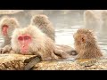 snow monkeys survivors of the japanese highlands 🐒❄️ life in the cold