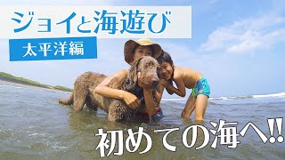 【大型犬が初めての海！】水遊びが大好きなワイマラナー、初めての海遊びへ！（太平洋編）