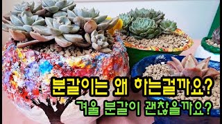 #신비의 다육정원 - 분갈이는 왜 하는것일까요?(겨울철 분갈이 괜찮을까요?)