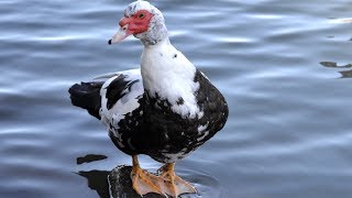 Muscovy Ducks | Large Quiet Flavourful