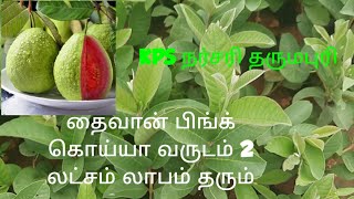 விவசாயம் செய்யக்கூடிய கொய்யா செடி தைவான் பிங்க் Taiwan pink guava L49 Guava fruits #terracegarden