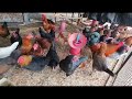 50 desi poultry farming l shed l investment l profit l