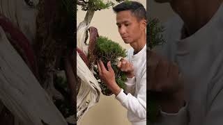 Let's see how the artist makes bonsai #bonsai #bonsaitree #caybonsai #diy