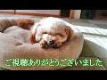 【ウチの子記念日】愛犬を我が家に迎えて４年になりました！