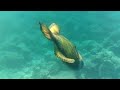 Trigger Fish Attack, Maldives