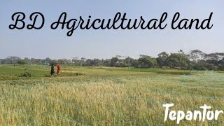 গ্রামের প্রকৃতি ও নানান খেত | Village Nature \u0026 Harvested Fields