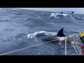 Dramatic video of killer whales attacking boats in Spain