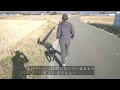 【甲斐犬雑種】子犬らしい安定感の無いおもち散歩【保護犬】