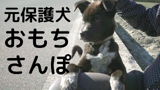 【甲斐犬雑種】子犬らしい安定感の無いおもち散歩【保護犬】